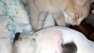 Kitty cleans Pitbull