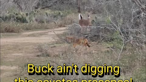 Coyote crosses a Whitetail buck..