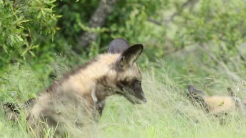 African wildlife dogs