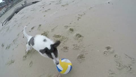 Adorable Dog Playing with Ball on the Beach