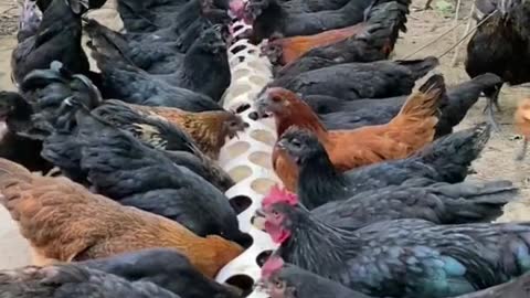 Feeding chicken