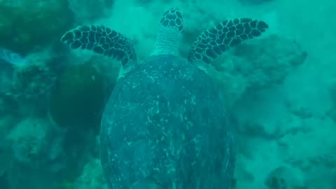 Turtle in the water like this