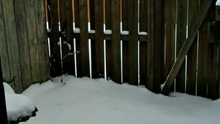 Lingering snow, backyard