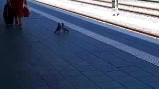 Pigeons kiss and cuddle ROMANTIC LOVE