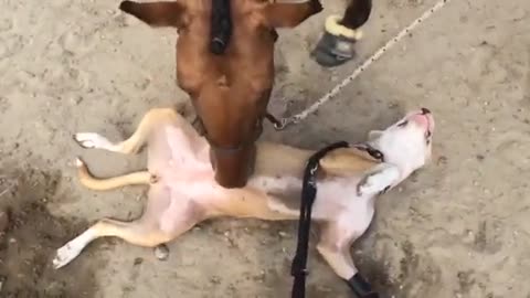 Horse gives pit bull buddy a massage