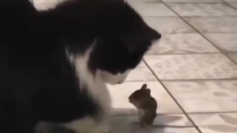 Cat and Mouse Fight