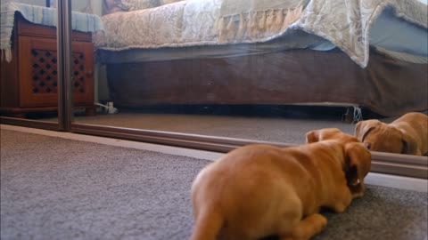 funny dog sees himself in the mirror for the first time