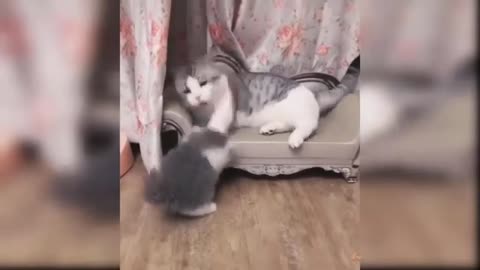 Baby cat funny video