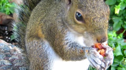 adorable and lovely squirrel eating