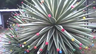 Planta agave com tampas de garrafa pet nos espinhos, lindo trabalho de arte! [Nature & Animals]
