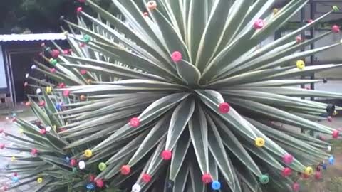 Planta agave com tampas de garrafa pet nos espinhos, lindo trabalho de arte! [Nature & Animals]