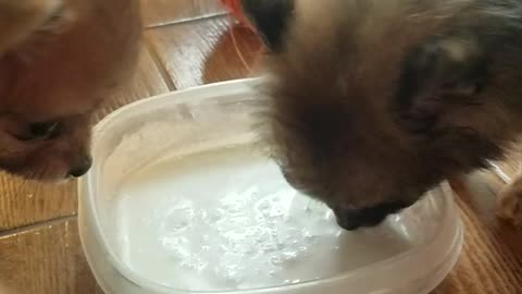 Cute Puppies Drinking Milk