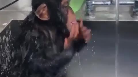 Clean chimps