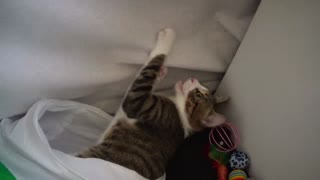 Funny Little Cat Wiggles His Butt
