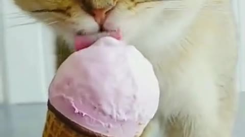 funny video funny cat eats ice cream very funny