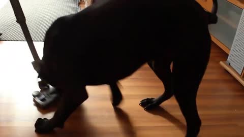 Dog hates vacuum, tries to kill it