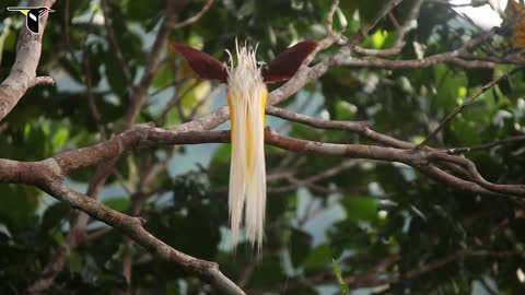 One of the most beautiful bird in the world.