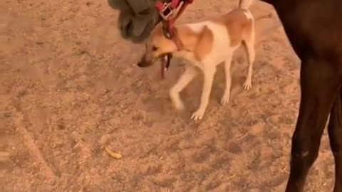 Funny Arabian Horse plays with dog and try to eat it's tail
