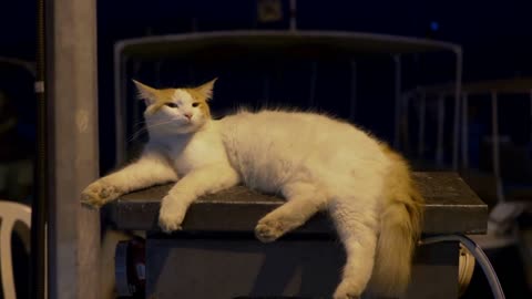 Close-up view of cute white fluffy cat lying outdoors in darkness