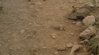 Chipmunks Join in for Lunch at Roadside Stop