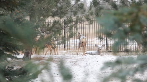 Colorado Deer in the Snow