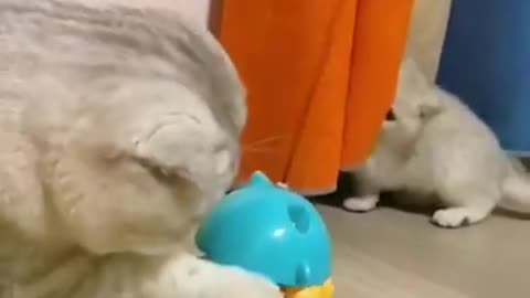 Funny lovely cat playing | funny video | Pets Always