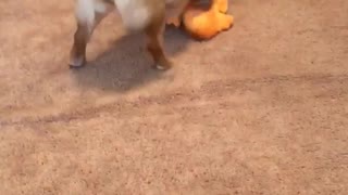 Tan dog faceplants with orange toy in his mouth