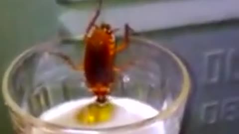 Cockroach drink beer