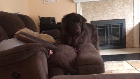 Newfoundland proves to be excellent at hide-and-seek