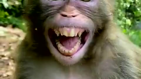 cute monkey Laughing monkey