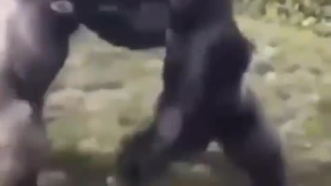 gorilla fight