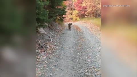 video shows cougar chasing mountaineer in utah