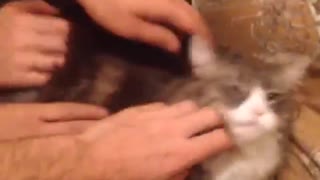 Cat being pet by multiple people at once