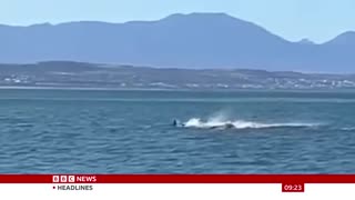Killer Whale Hunts And Eats Great White Shark Off The Coast Of South Africa.