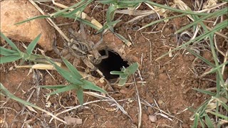 Wolf Spider Gets More Ant Provocations