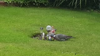 Pigeon walking and looking for food