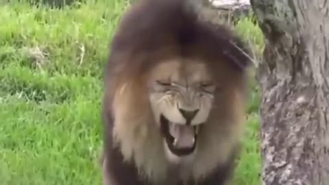 funny reaction of dogs getting scared by fake tiger