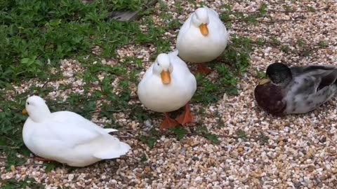 Duck swimming