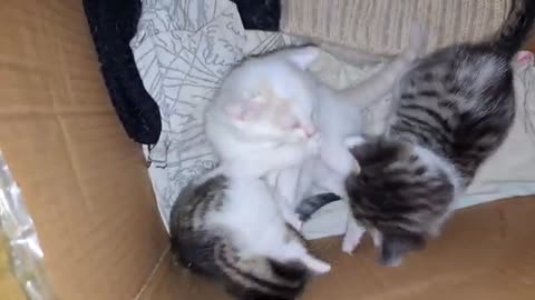 Mother cat eats food. Baby kittens play.
