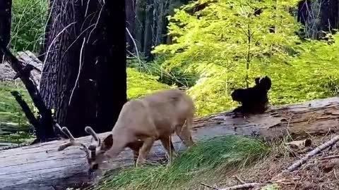Whitetail buck completely destroys decoy deer