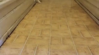 White dog runs down hallway through door and appears as other dog