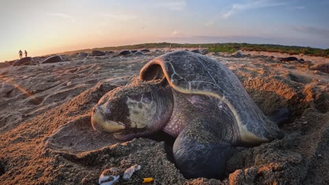 GoPro Cause Protecting Millions of Sea Turtles with WILDCOAST Kindhumans