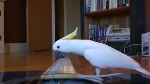 Parrot Playing guitar cute