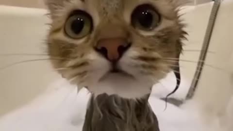 A cute wet kitty