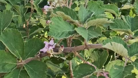 Blooming Blackberries Brambles