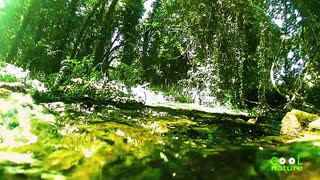 Lake Ohrid Spring Ambience