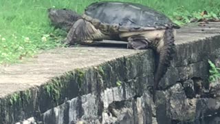 Snapping Turtle Climbs Out Of Pond