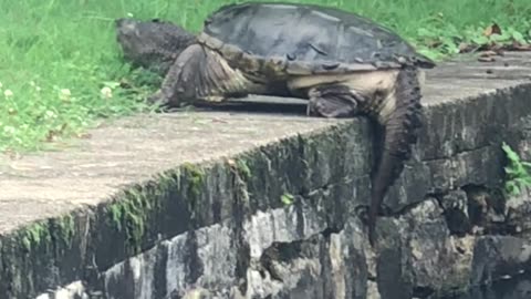 Snapping Turtle Climbs Out Of Pond