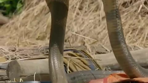 🔥Why Do Snakes Shed Their Skin_ #shorts #viral #snake
