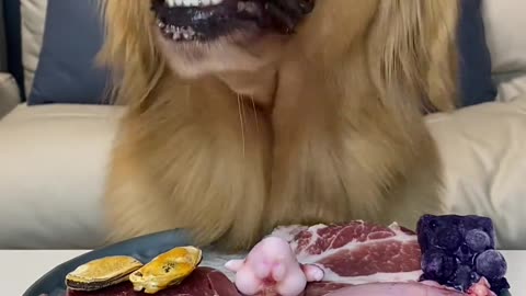 Golden Retriever Dog Raw Bones and Meat Broadcast